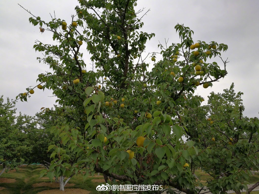 008pg国际版官网入口