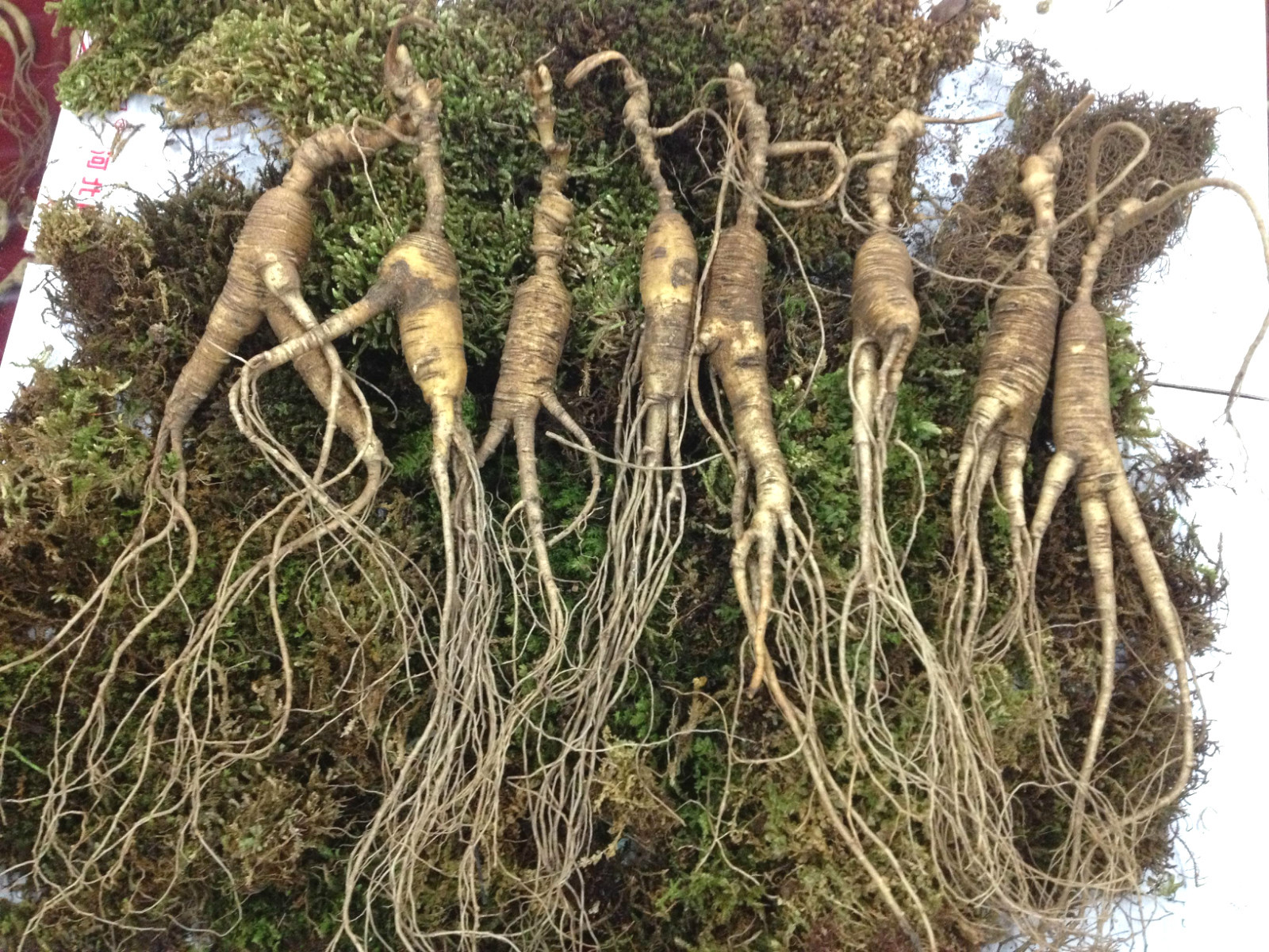 pg国际008国际官网